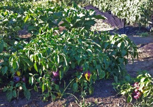 Lilac Peppers